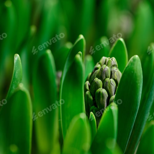 Preview: Beautiful crocus