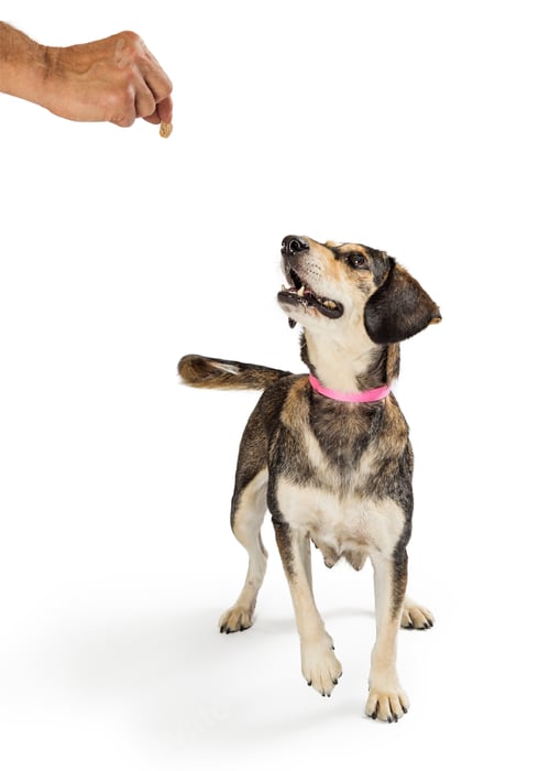 Preview: Training Good Dog With Treats