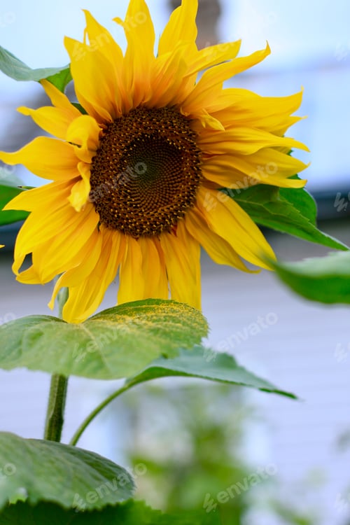 Preview: Sunflower floral natural background. Sunflower blooming. Close-up. Summertime, harvest
