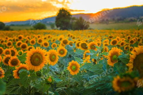 Preview: Beautiful field of sunflowers at orange sunset