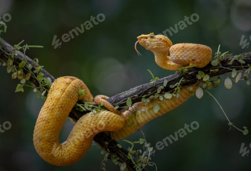 Preview: An Eyelash Viper in Costa Rica