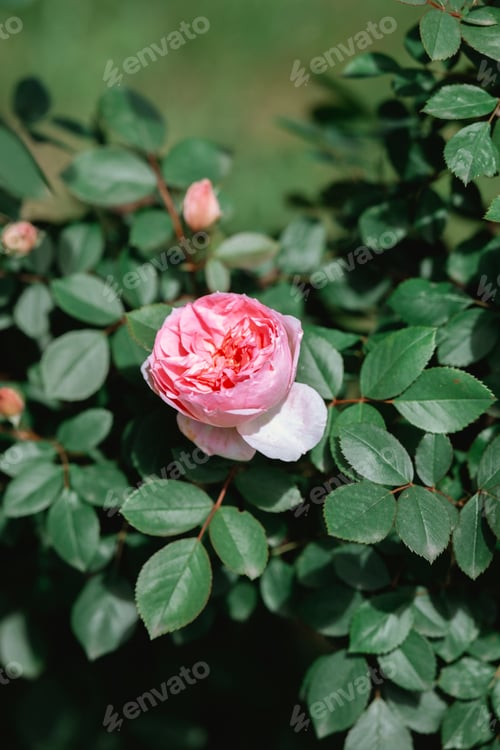 Preview: Beautiful blooming rose on a sunny day in a garden with lush green leaves