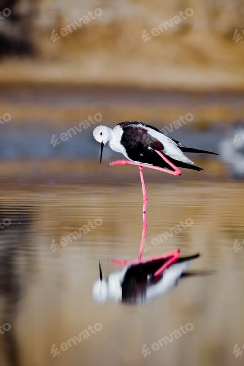 Preview: Black-Winged Stilt