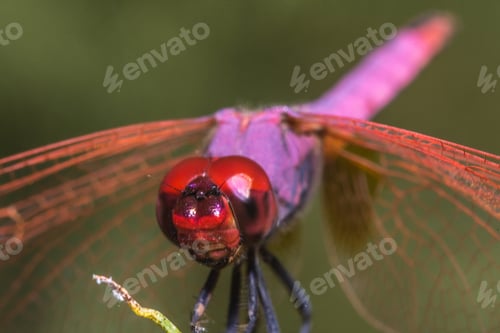 Preview: Selective focus shot of a dragonfly with a red head