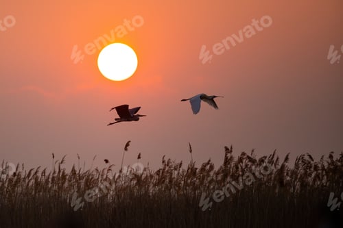 Preview: Grey heron and eurasian spoonbill flying against the sun