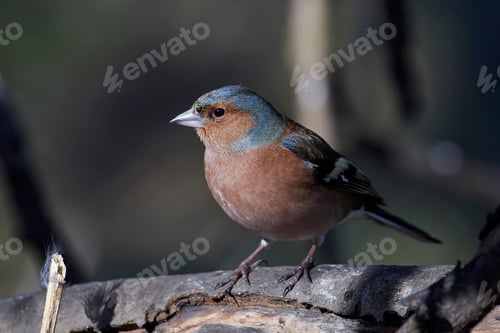 Preview: Common chaffinch (Fringilla coelebs)