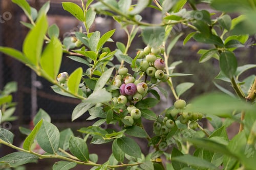Preview: Ripening blueberries on bush with green foliage in natural garden setting