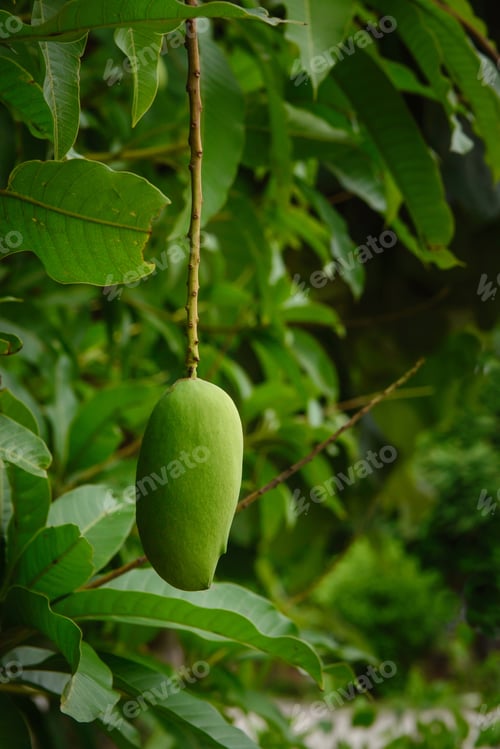 Preview: Green fruits of mango hang on the tree