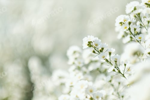 Preview: Closeup image of a beautiful Cutter flower field