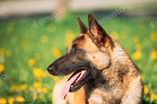 Preview: Malinois Dog Sit Outdoors In Grass. Belgian Sheepdog, Shepherd,