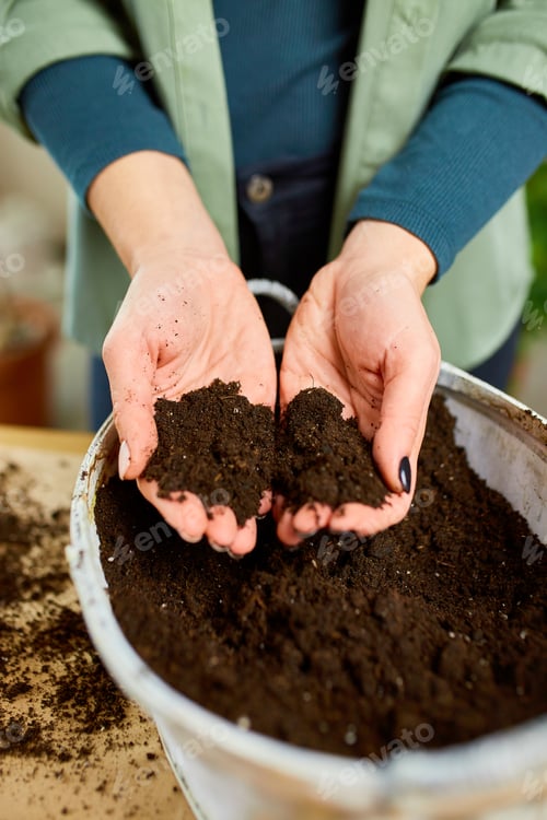 Preview: Woman putting fibre soil by hands, transplanting Crassula plant into new pot at home