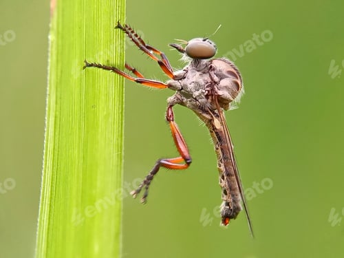Preview: Holcocephala curvicosta
