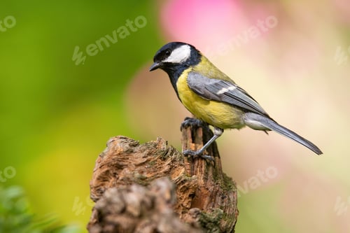 Preview: Great tit sitting on wood in springtime nature with blooming flowers behind
