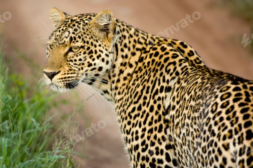 Preview: Leopard in the serengeti national reserve