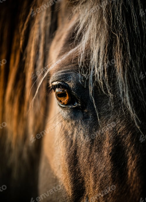 Preview: Closeup shot of a black horse-eye with blurred background