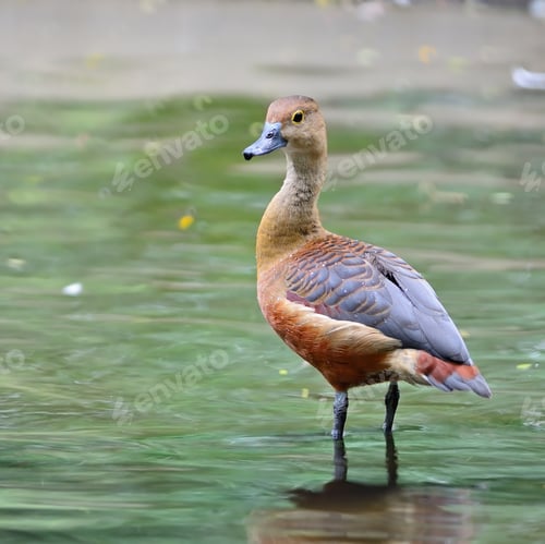 Preview: Lesser Whistling-Duck