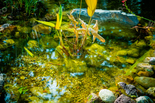 Preview: Water plants11c