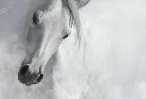Preview: White horse in light smoke. Black and white photo.