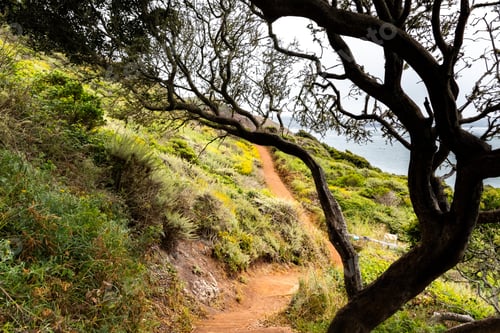 Preview: Walking path on the Pacific Ocean coastline