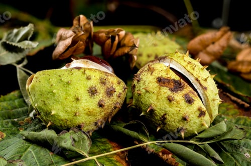 Preview: a horse chestnut (conker) seed emerging from its spiky green husk on a background of leaves