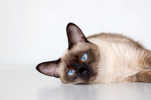 Preview: Pet animal; cute siamese cat