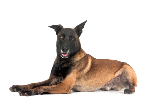 Preview: malinois in studio