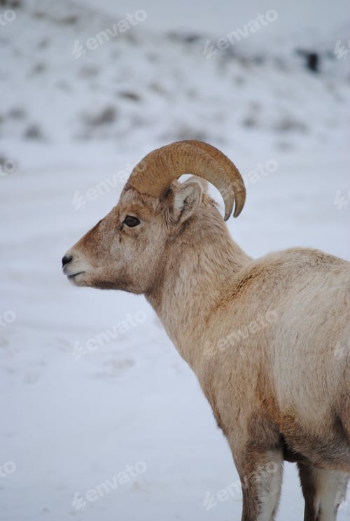Preview: Bighorn sheep standing in a snowy winter landscape
