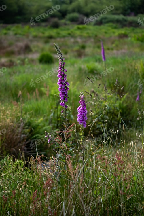 Preview: Foxgloves in a meadow