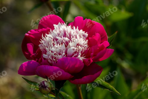 Preview: Paeonia lactiflora White Cap in flowers garden