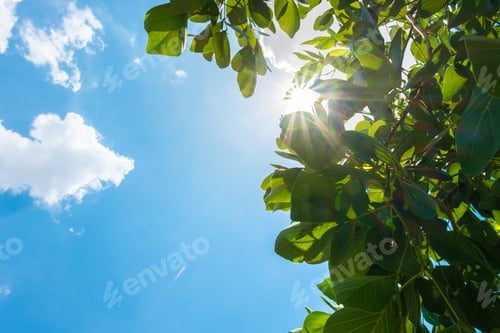 Preview: Looking up at sun burst behind tree leaf with cloud and blue sky in nice weather day.