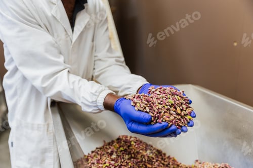 Preview: Close up of worker hands holding dry pistachios ready for packaging with copy space