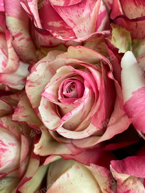 Preview: Roses