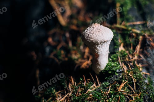 Preview: nature, spore, mycology – Macro Close-up