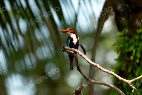 Preview: White throated kingfisher perching on tree branch