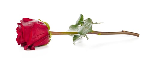 Preview: red rose with green leaves isolated on white background