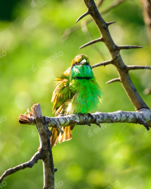 Preview: Beautiful green bee-eater bird perch on a broken tree branch and sunbathe