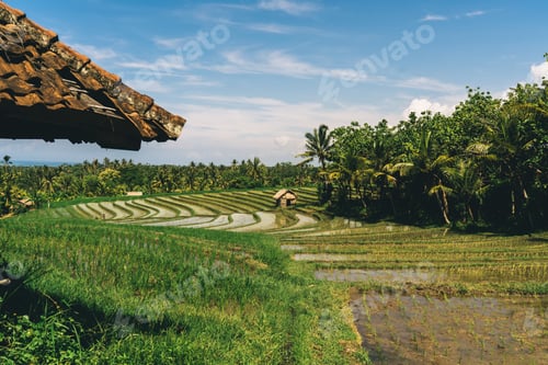 Preview: Landscape with plantation in sunny day