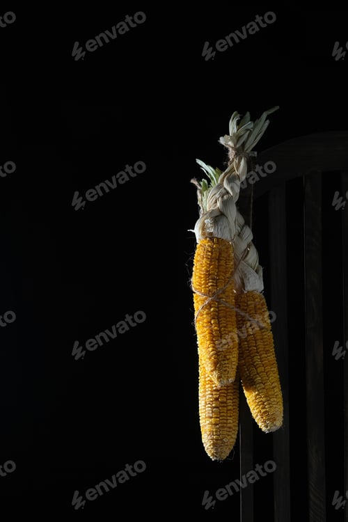Preview: Corn holding on old wooden chair with dark or black background