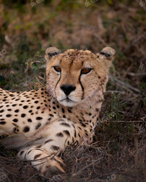 Preview: Closeup shot of cheetah sitting on a lush green grassy field