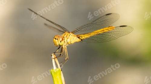 Preview: Dragonfly, yellow color in nature