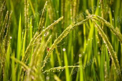 Preview: Green fields rice In the morning sun Beautiful nature