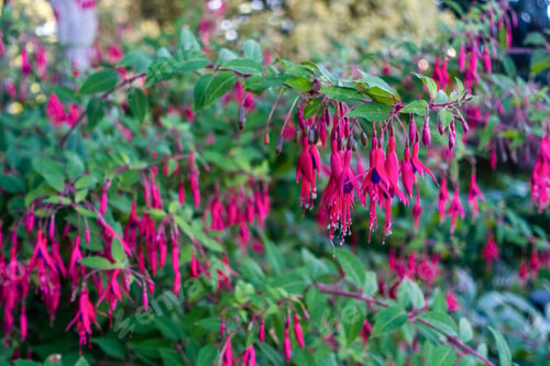 Preview: A View Of Red Fuchsia Flower Blossoms.