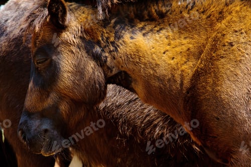 Preview: Brown horse
