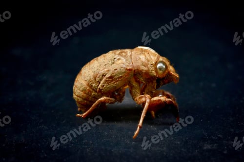 Preview: Close up of cast-off cicada shell