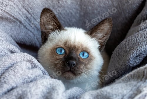 Preview: Cute kitten siamese cat indoor