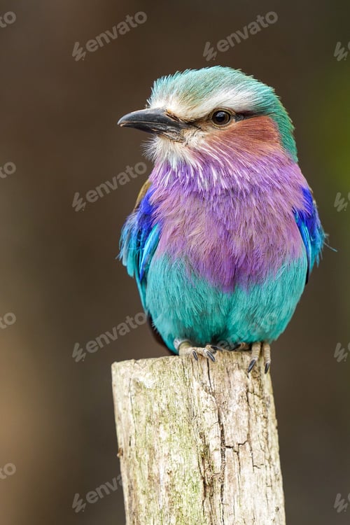 Preview: Vertical shot of lilac-breasted roller on a stick on a blurred background