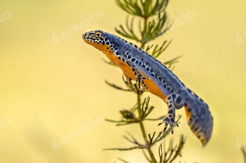 Preview: Alpine newt aquatic animal swimming in freshwater habitat