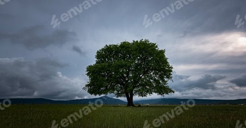 Preview: Oak tree in full leaf standing alone in a field in summer
