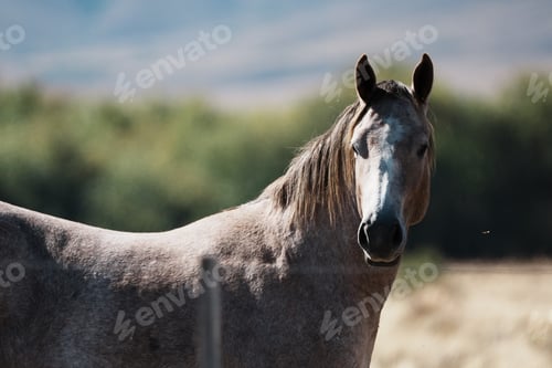Preview: Scenic view of a horse grazing in a field on a sunny day