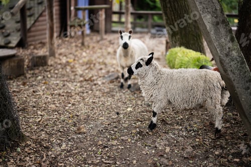 Preview: Two sheep in a rustic farm setting surrounded by nature